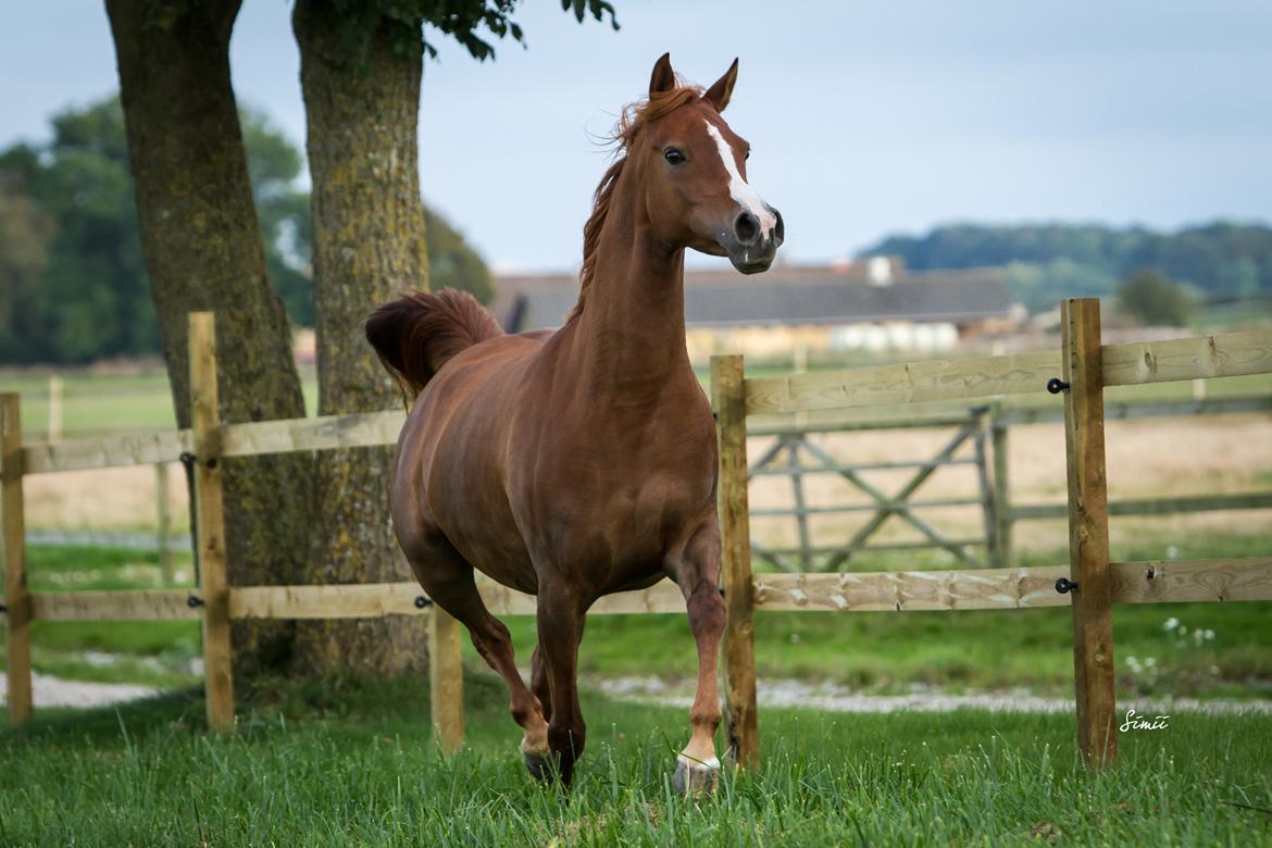 Arabisk fuldblod (OX) DY Shahlia billede 27