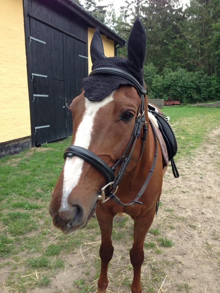 Anden særlig race Madison billede 2