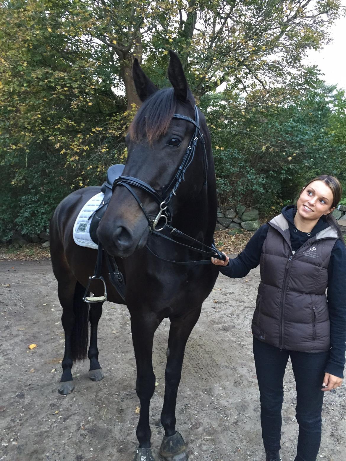 Trakehner Corvette af bakkely billede 12