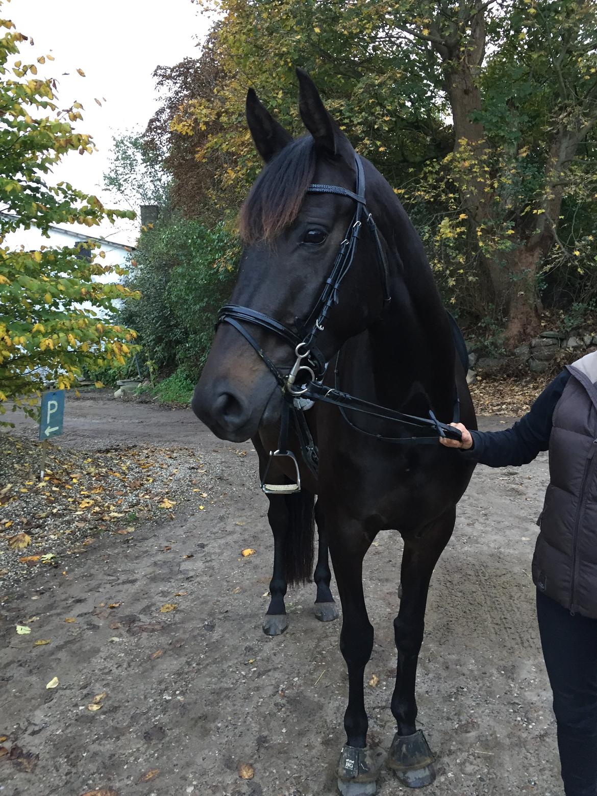 Trakehner Corvette af bakkely billede 13