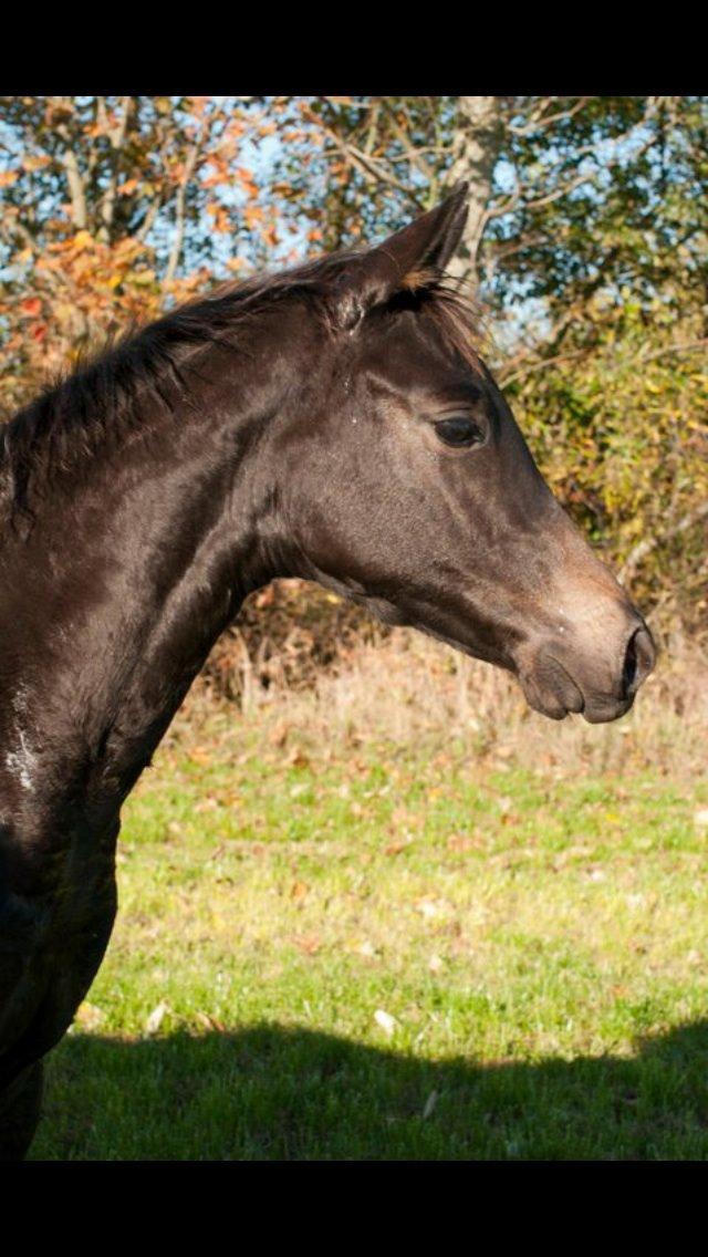 Trakehner Corvette af bakkely billede 14
