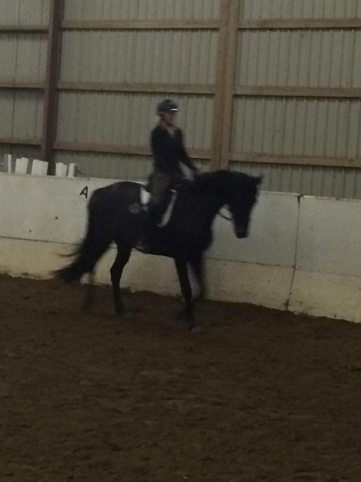 Trakehner Corvette af bakkely billede 15