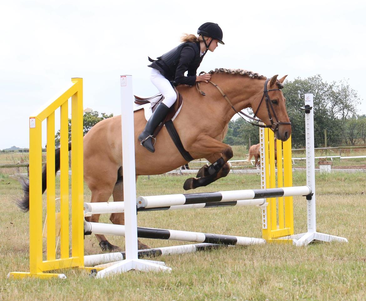 Anden særlig race Viddi billede 5