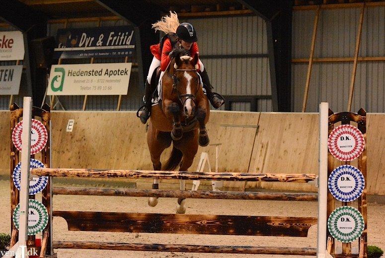 Dansk Varmblod VERONA HS - Hedensted Rideklub LB2** 110 cm billede 15