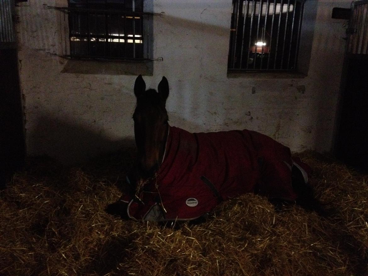 Dansk Varmblod Elmegårds Comma RIP billede 35