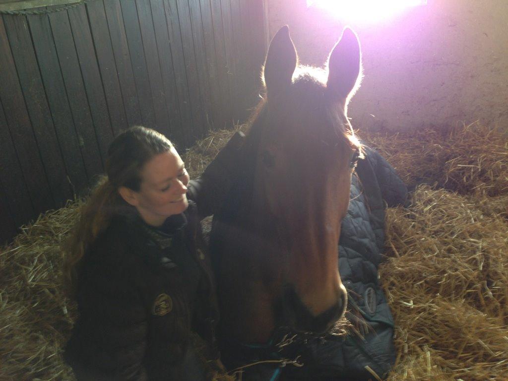 Dansk Varmblod Elmegårds Comma RIP billede 7