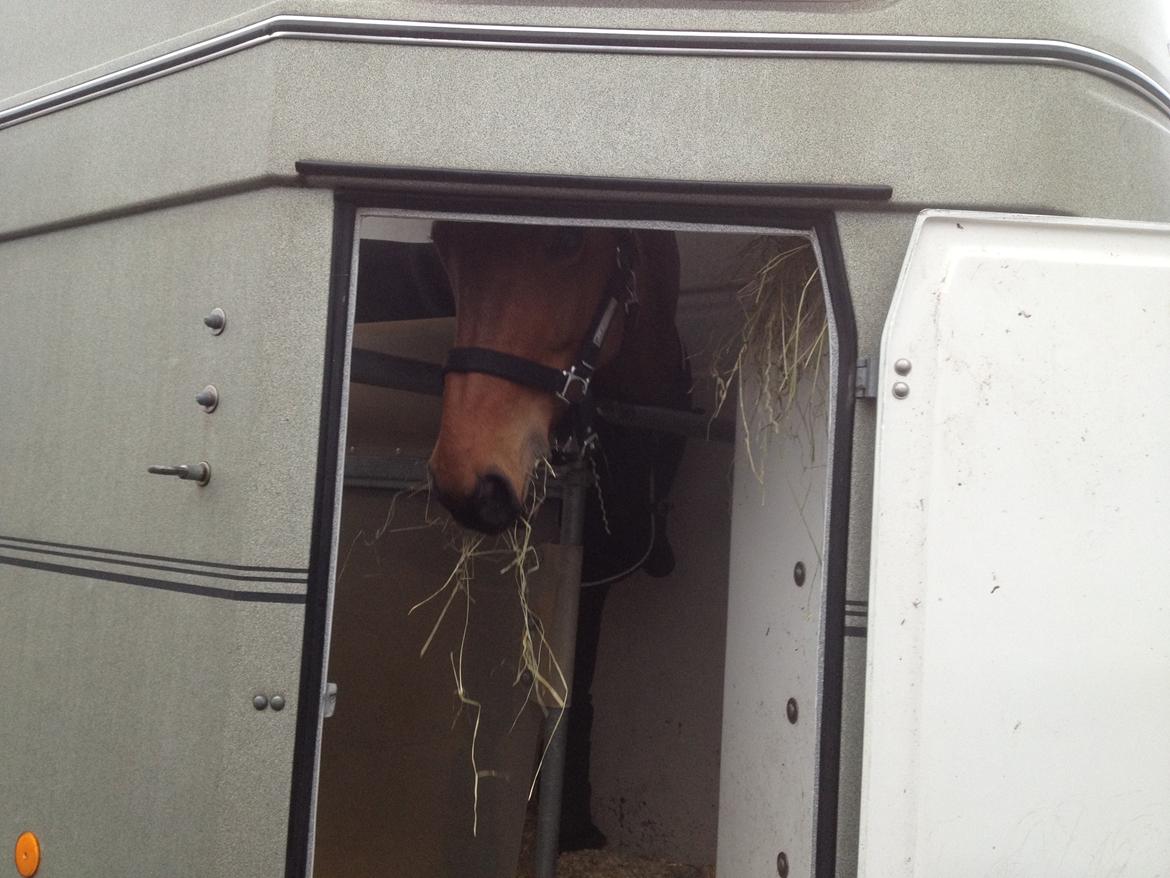 Dansk Varmblod Elmegårds Comma RIP billede 31