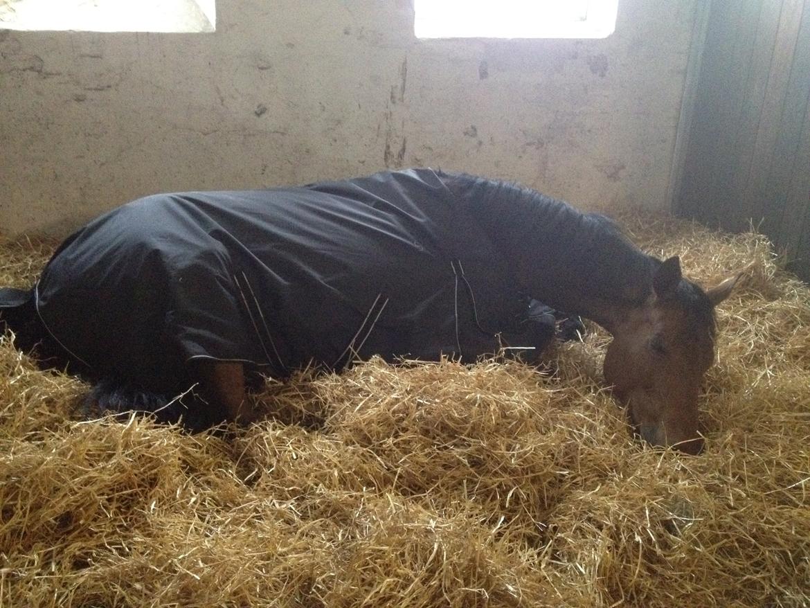 Dansk Varmblod Elmegårds Comma RIP billede 32