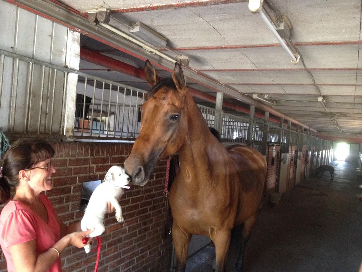 Dansk Varmblod Elmegårds Comma RIP billede 33