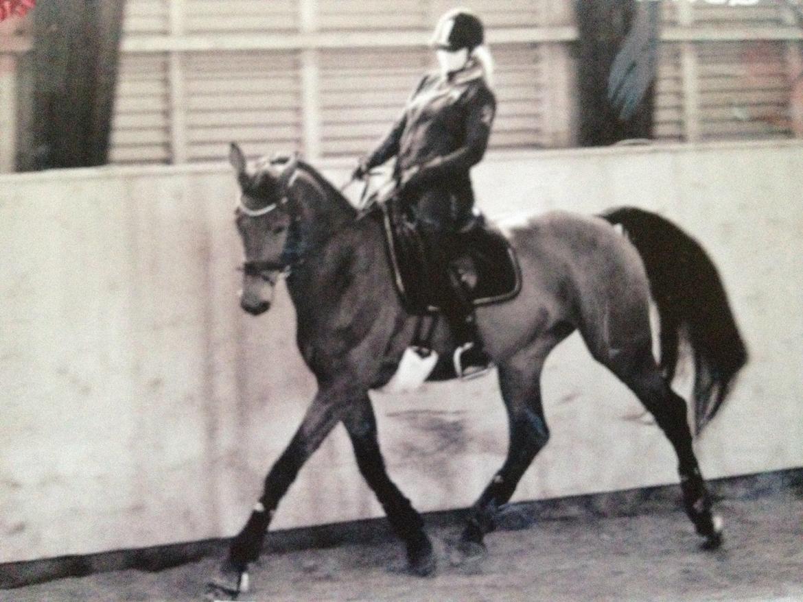 Dansk Varmblod Elmegårds Comma RIP billede 18