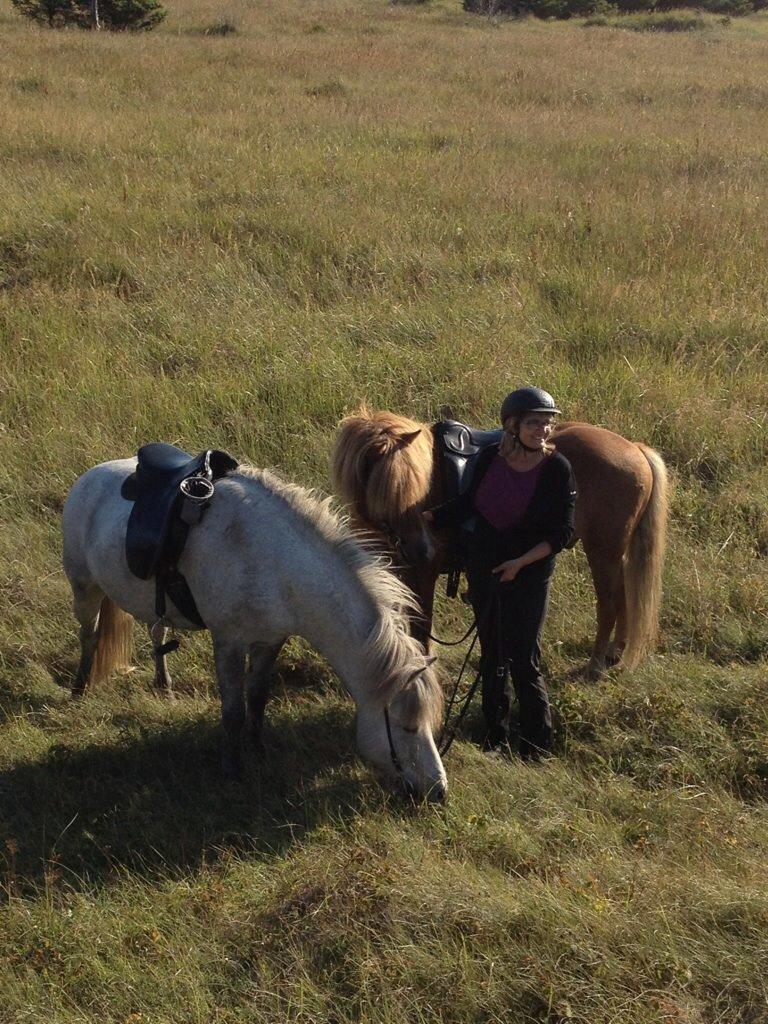 Islænder Fylkir fra Lille Hødal billede 11