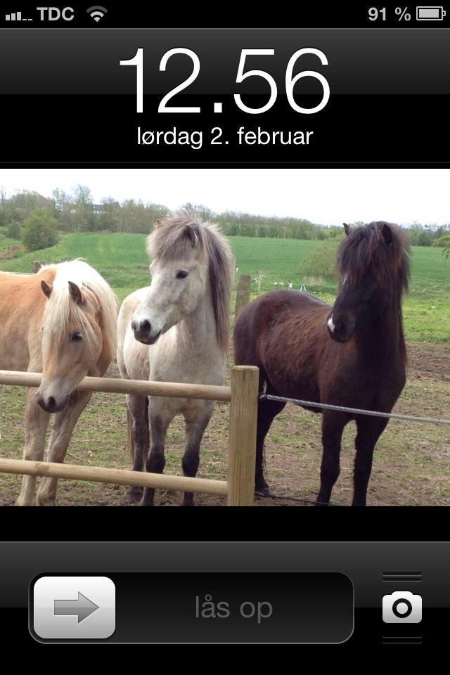 Islænder Fylkir fra Lille Hødal billede 12