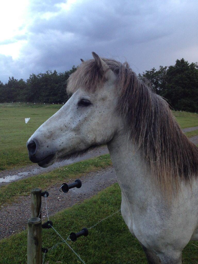Islænder Fylkir fra Lille Hødal billede 13