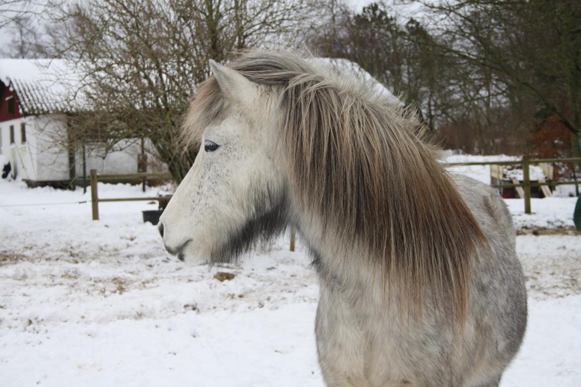 Islænder Fylkir fra Lille Hødal billede 14