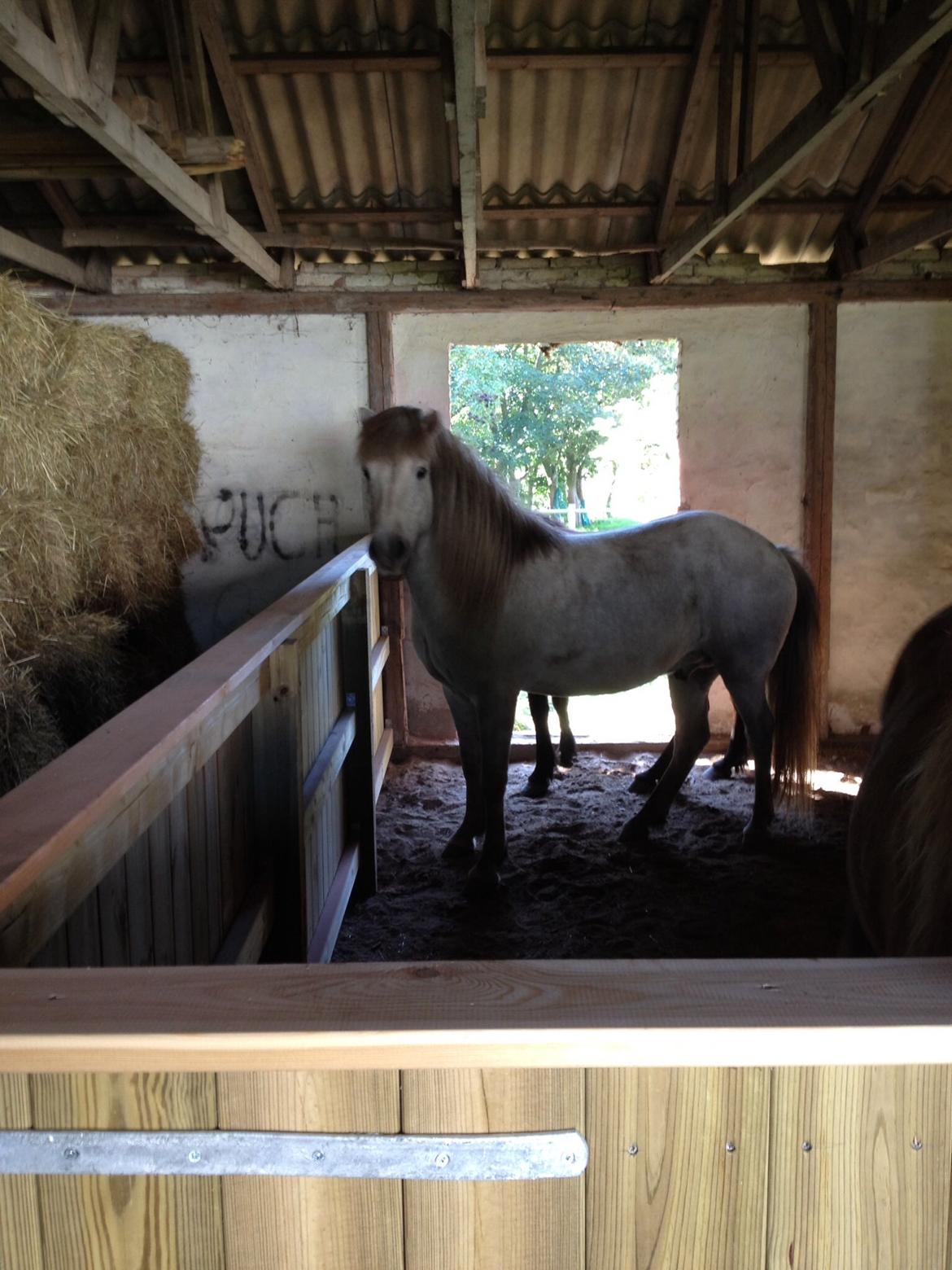 Islænder Fylkir fra Lille Hødal billede 15