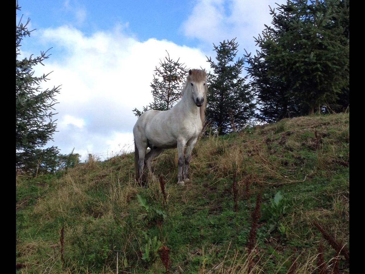 Islænder Fylkir fra Lille Hødal billede 16