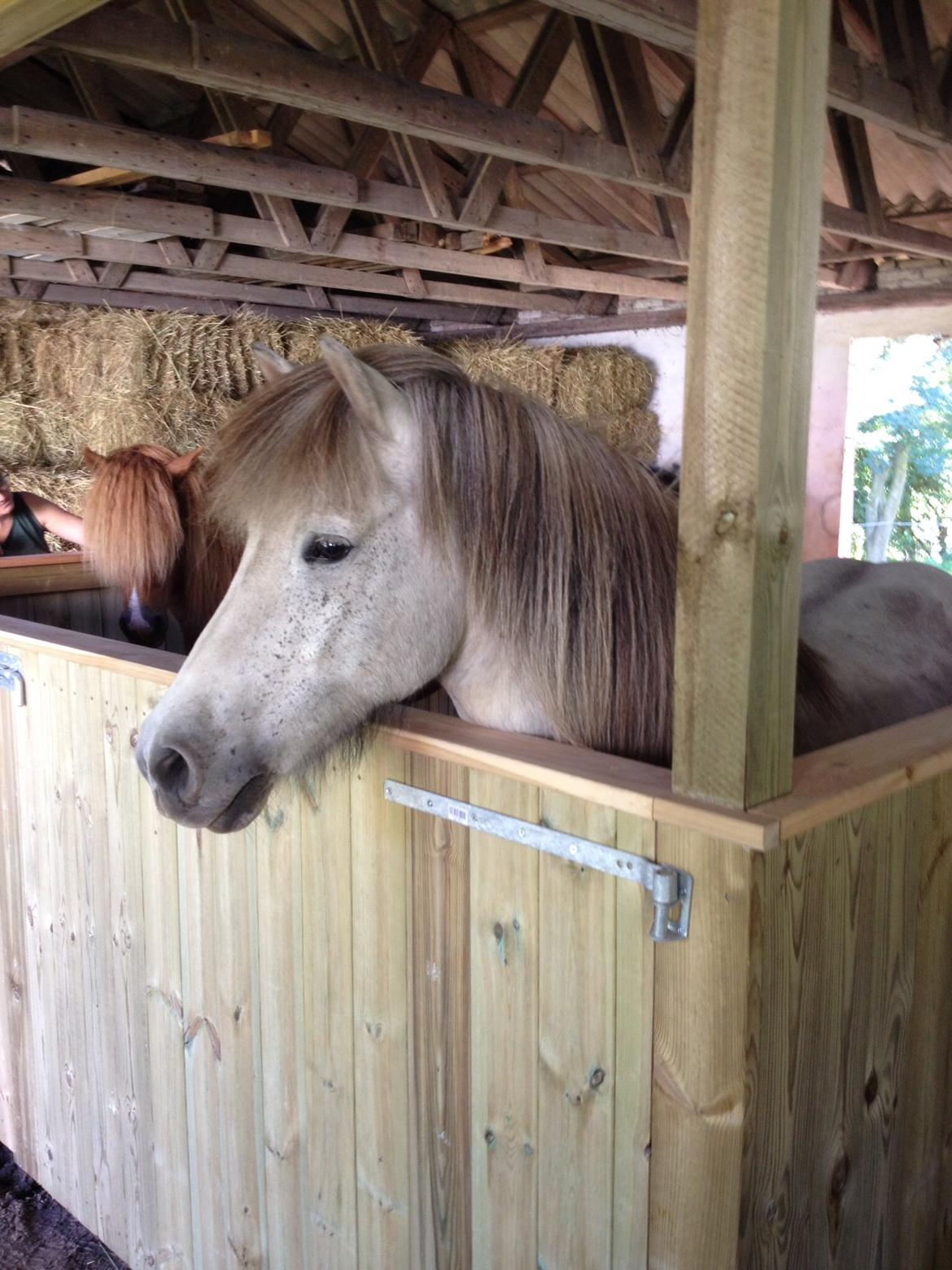 Islænder Fylkir fra Lille Hødal billede 17