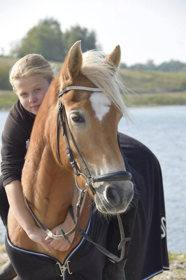 Haflinger Luca (guldponyen) - Your the one!<3 Velkommen til Luca's profil! :) billede 1