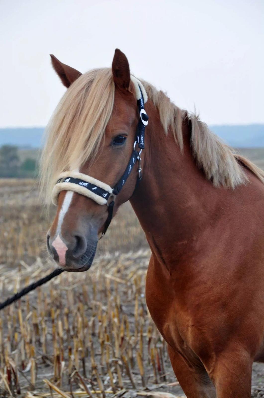 Anden særlig race Prins Charming - model 2014 billede 7