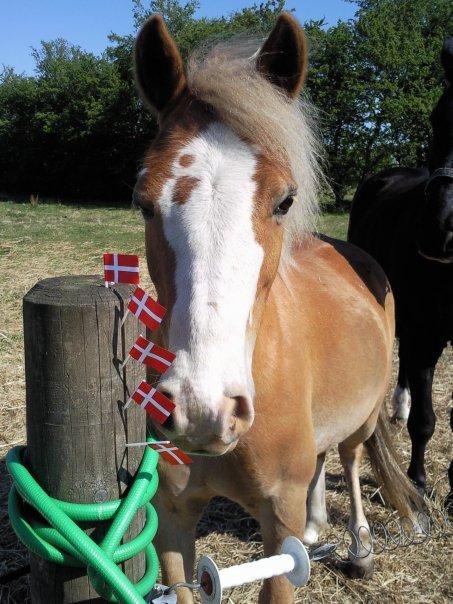 Anden særlig race Blue Bounty - Bounty på sin 9-års fødselsdag.  billede 7