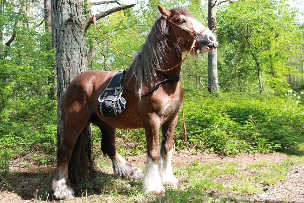 Irish Cob Troelsegaardens Caffrey (Joey) - 18/05-14 billede 21