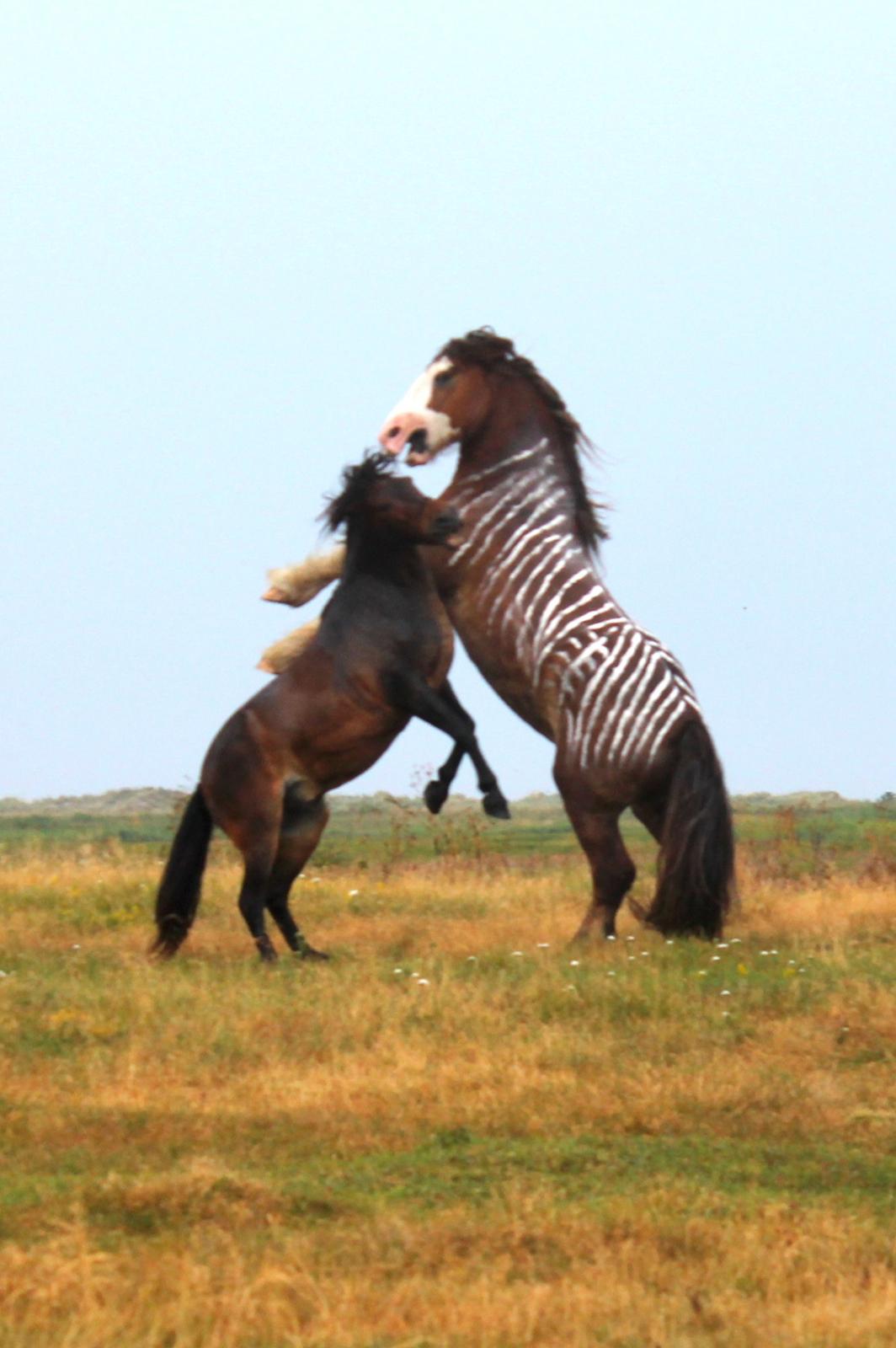 Irish Cob Troelsegaardens Caffrey (Joey) - Billedet er desværre i utroligt dårlig kvalitet, men motivet er simpelthen fantastisk, så det får en plads i profilen alligevel. billede 27