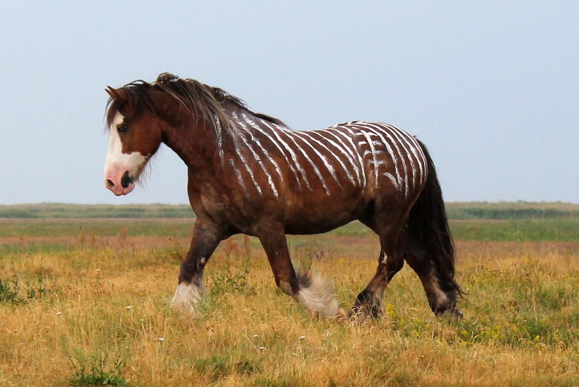 Irish Cob Troelsegaardens Caffrey (Joey) billede 28