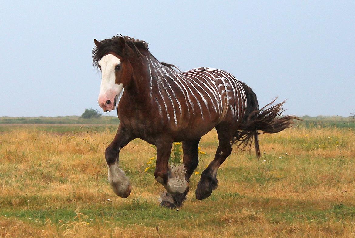 Irish Cob Troelsegaardens Caffrey (Joey) billede 29