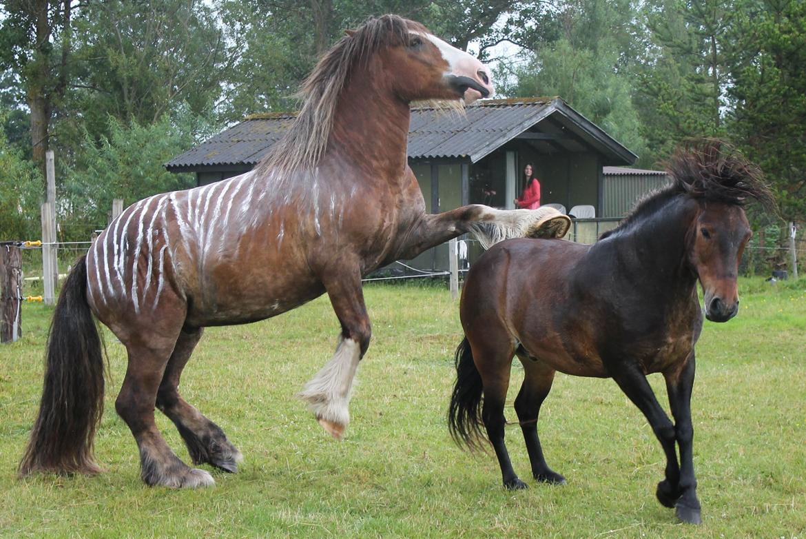 Irish Cob Troelsegaardens Caffrey (Joey) billede 26