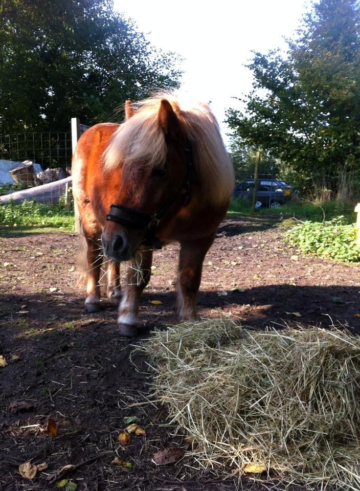 Shetlænder hugo mit et og alt *himmelhest* - ktober 2014 <3 billede 20