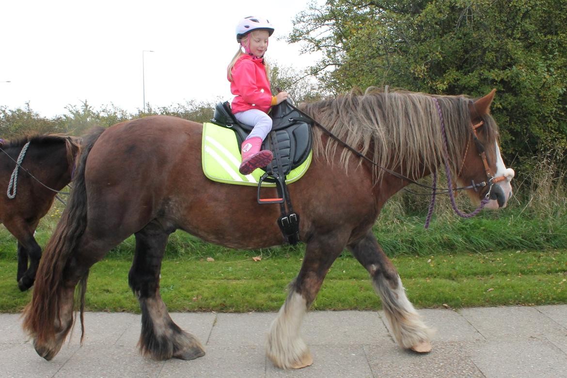 Irish Cob Troelsegaardens Caffrey (Joey) - 5/10-14 5-årige Emilie er ude at ride en tur på yndlingshesten. :) billede 20