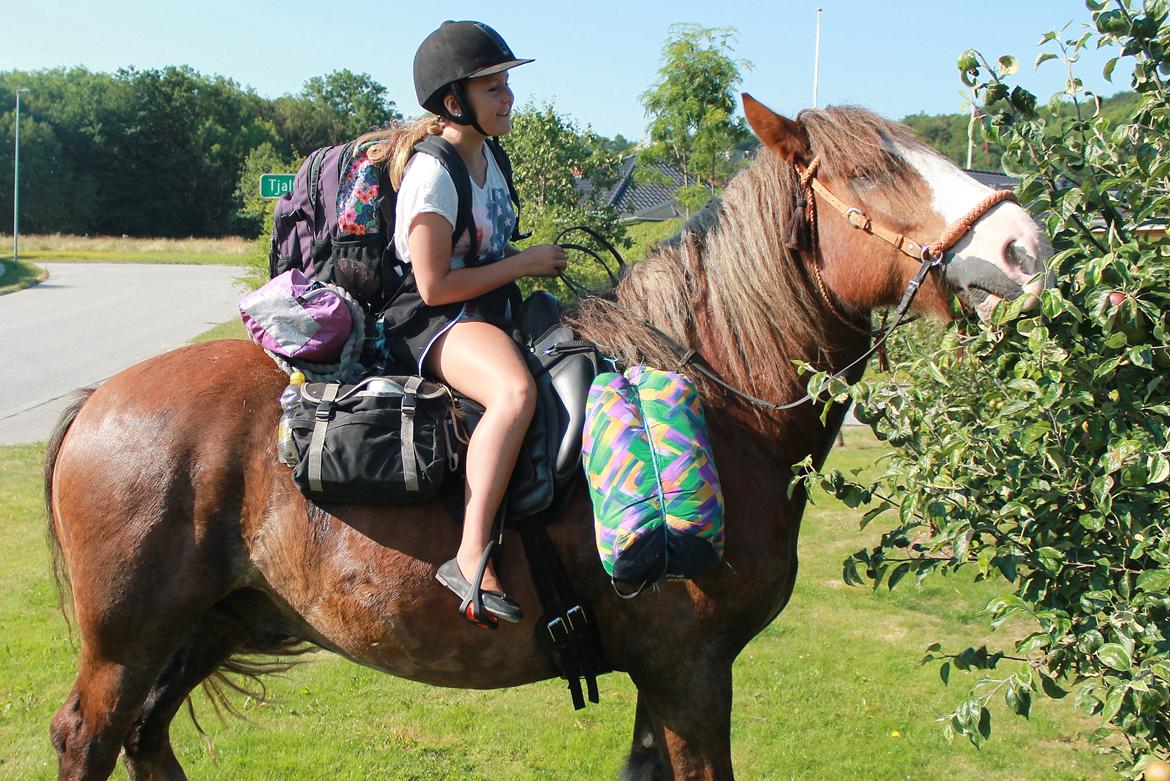 Irish Cob Troelsegaardens Caffrey (Joey) - 24/7-14 Ida og Joey på rideferie. billede 18