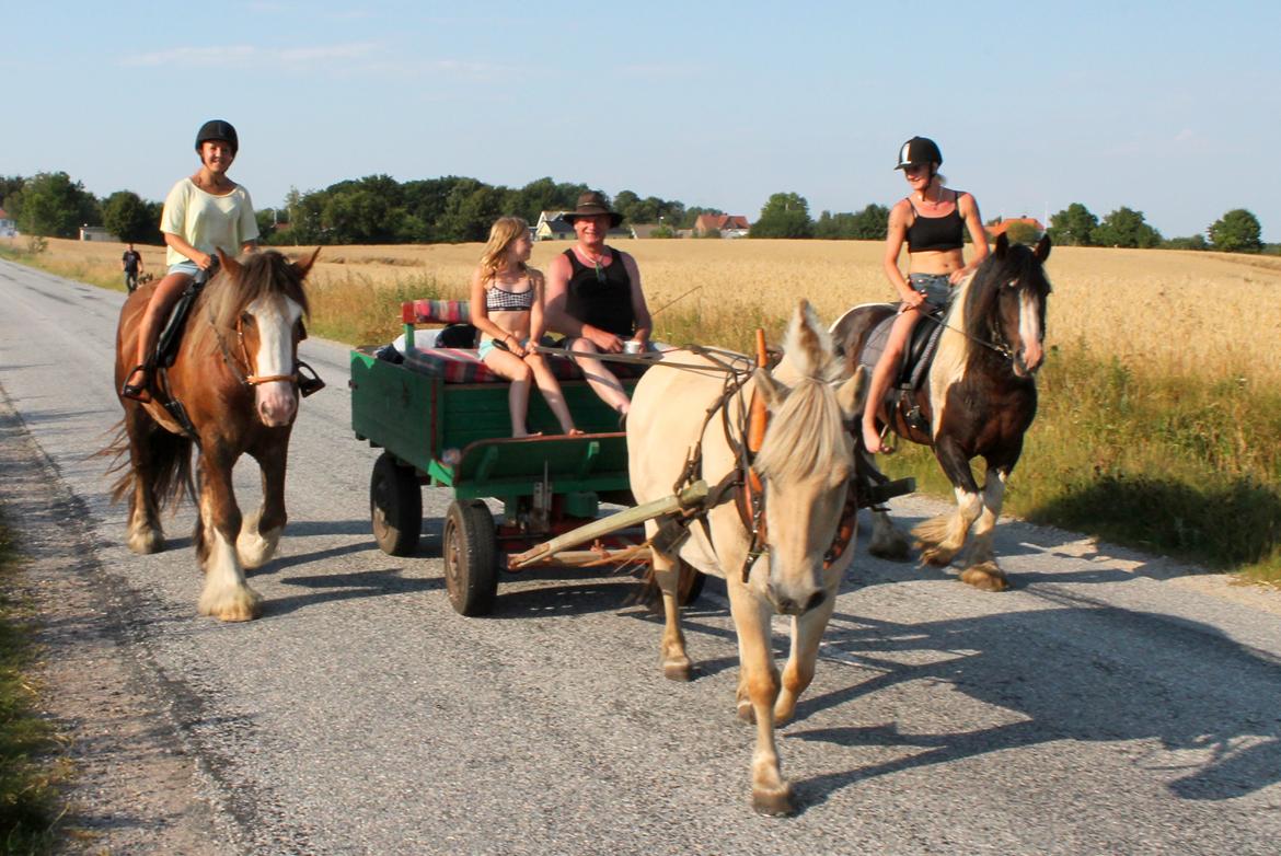 Irish Cob Troelsegaardens Caffrey (Joey) - 25/7-14 Ida og Joey på rideferie. billede 19