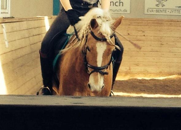 Haflinger Nero billede 7