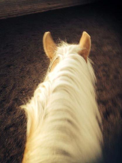 Haflinger Nero billede 9