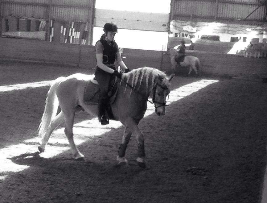 Haflinger Nero billede 12