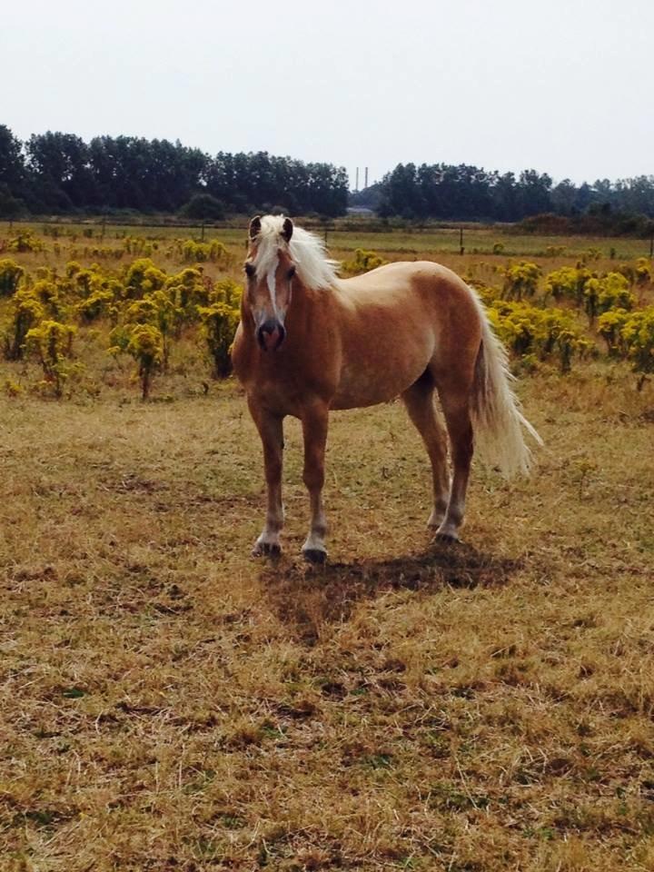 Haflinger Nero billede 13