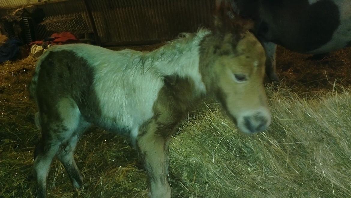 Anden særlig race Sofus Cezz billede 4