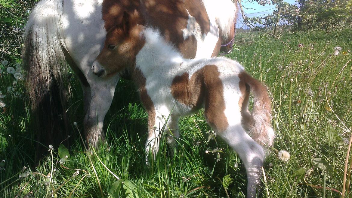 Anden særlig race Sofus Cezz billede 8