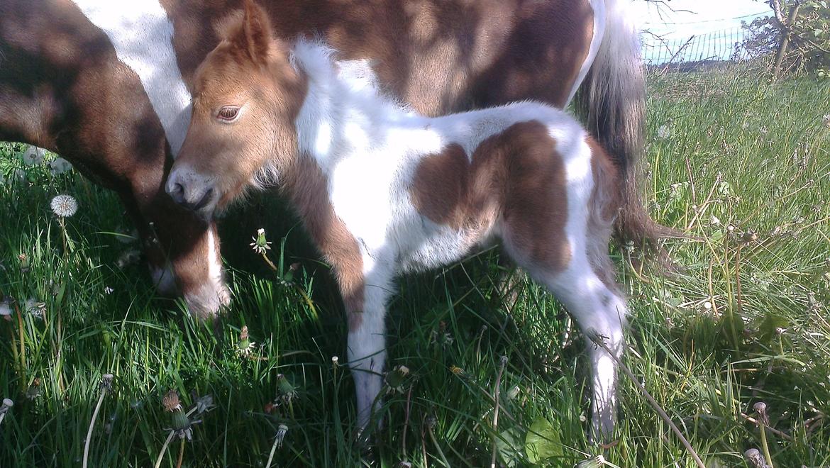 Anden særlig race Sofus Cezz billede 9