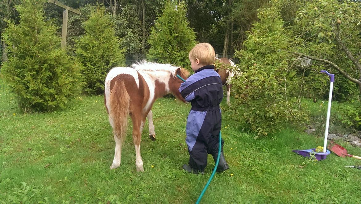 Anden særlig race Sofus Cezz billede 13