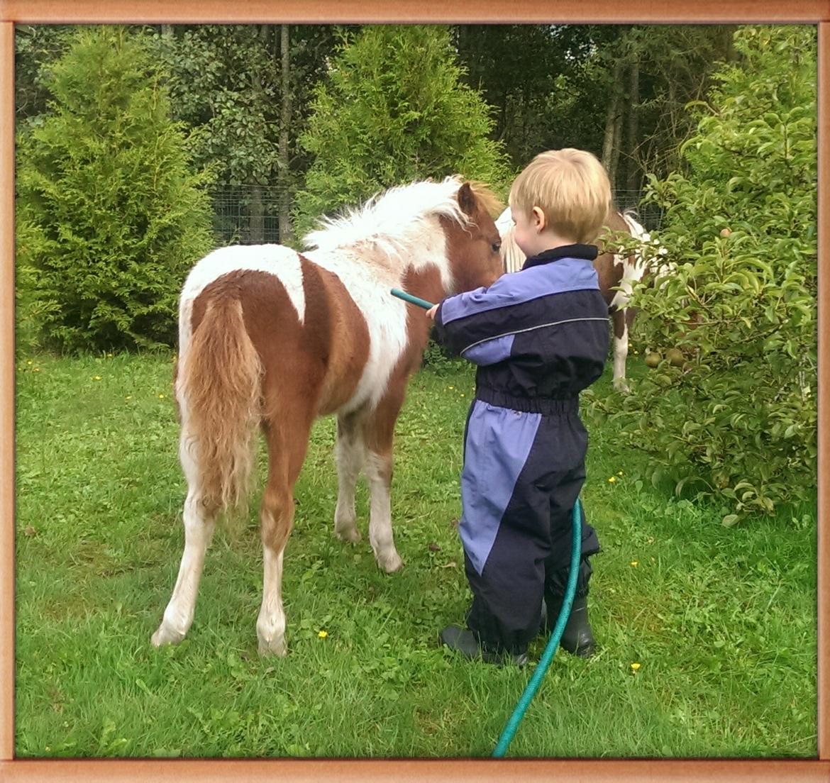 Anden særlig race Sofus Cezz billede 14