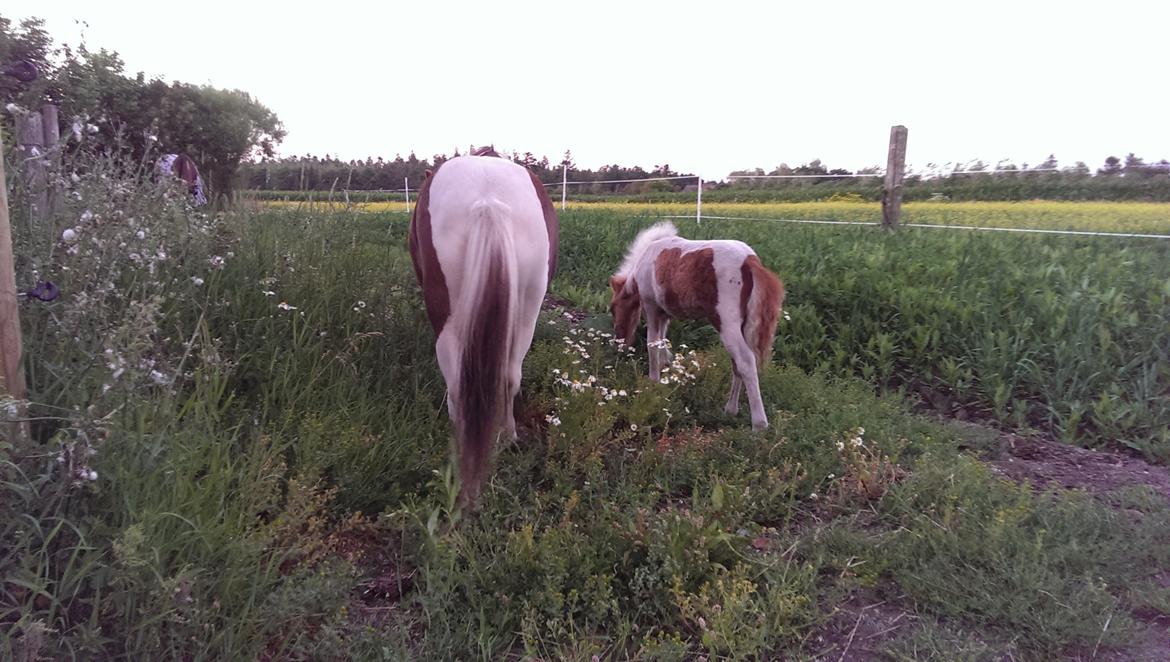 Anden særlig race Sofus Cezz billede 12