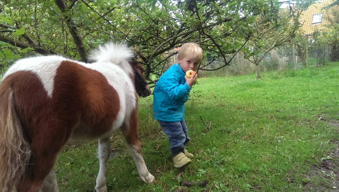 Anden særlig race Sofus Cezz billede 16