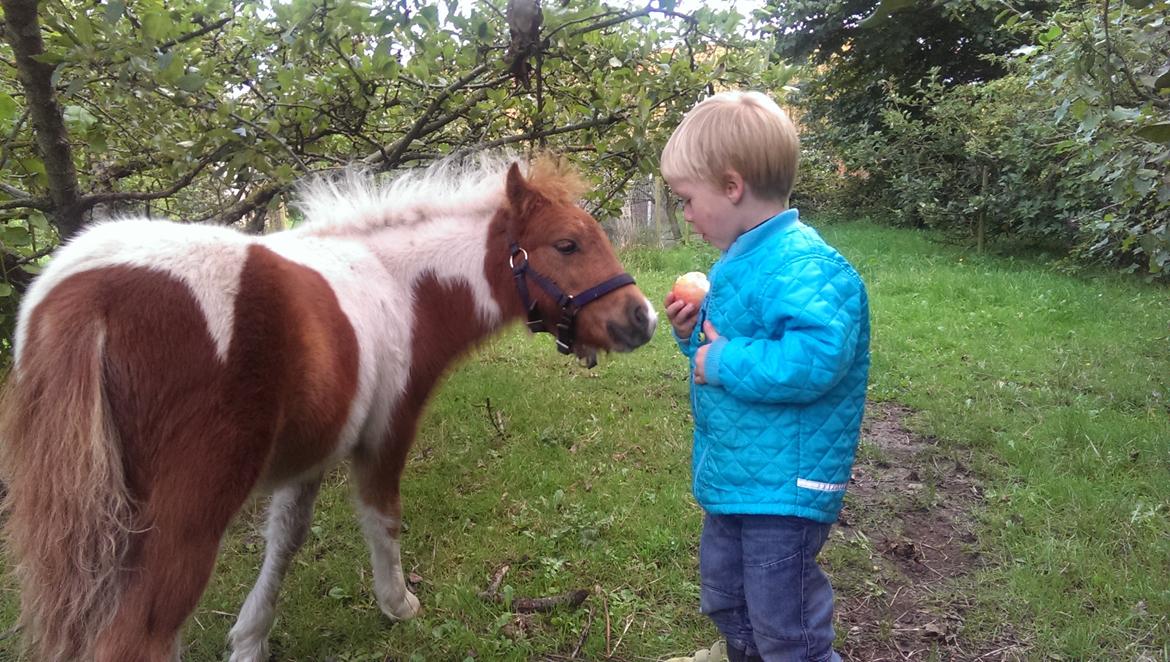 Anden særlig race Sofus Cezz billede 18