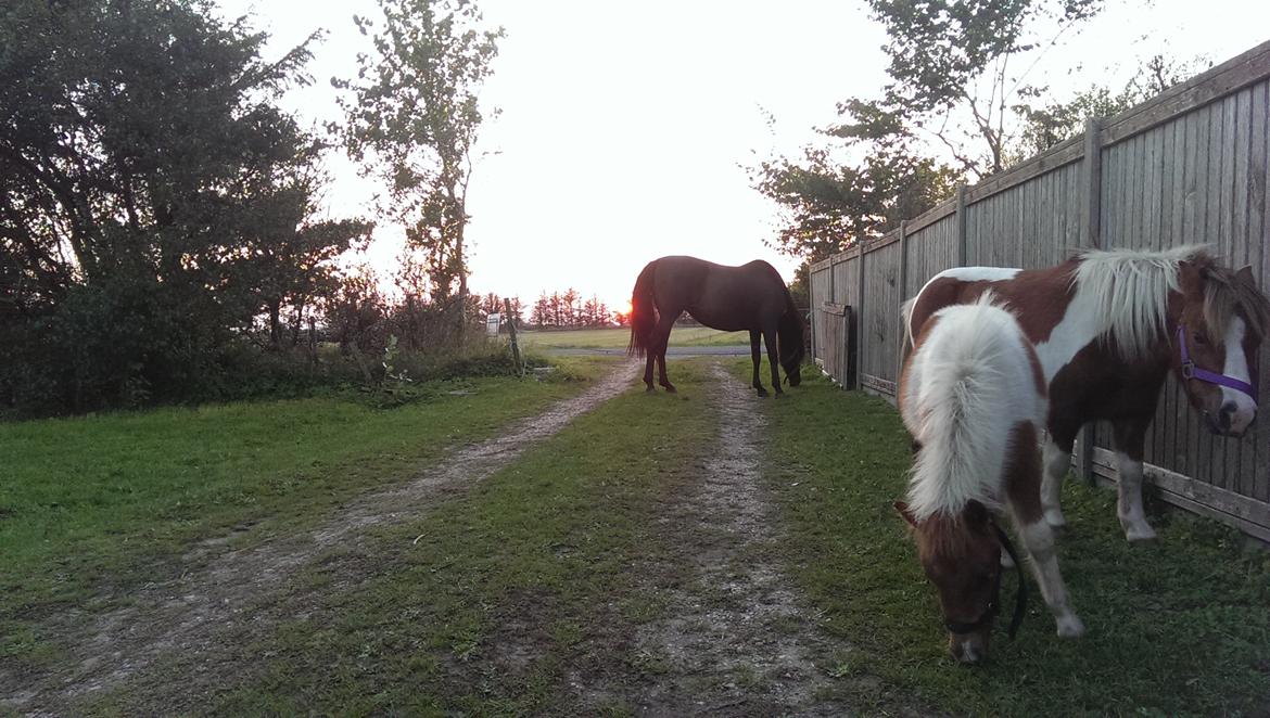 Anden særlig race Sofus Cezz billede 21