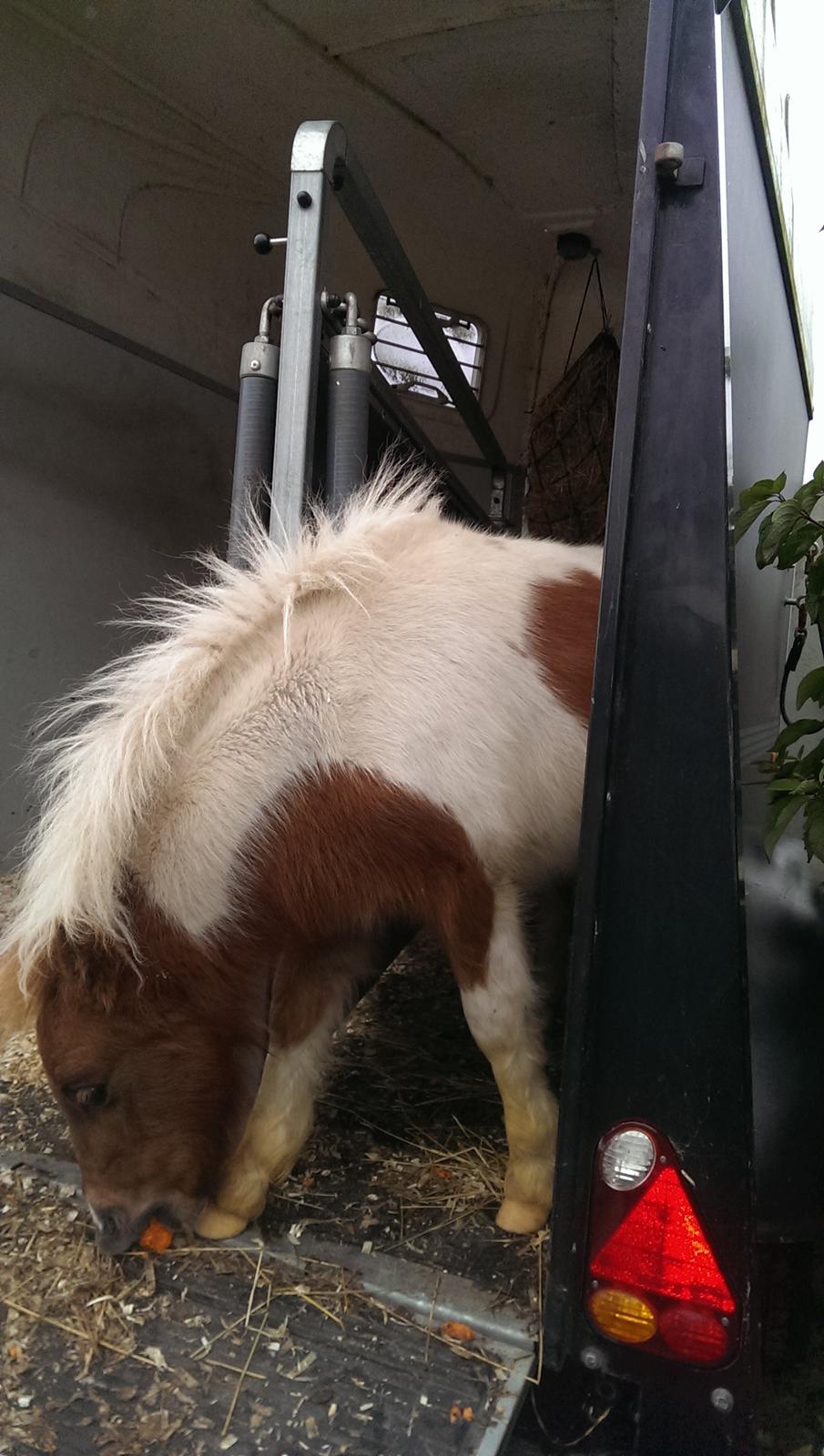 Anden særlig race Sofus Cezz billede 22