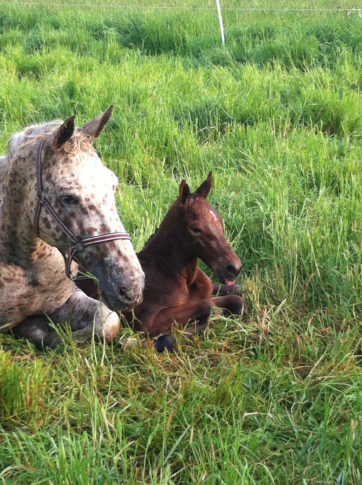 Knabstrupper Tabaluca´s Diablo billede 19