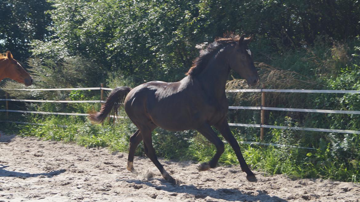 Hollandsk Varmblod Special D Junior billede 17