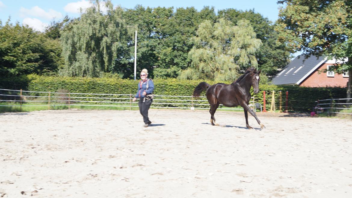 Hollandsk Varmblod Special D Junior billede 18